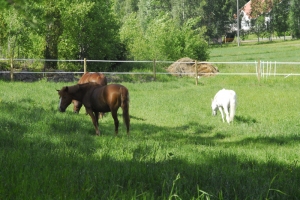 Ulkoalueet